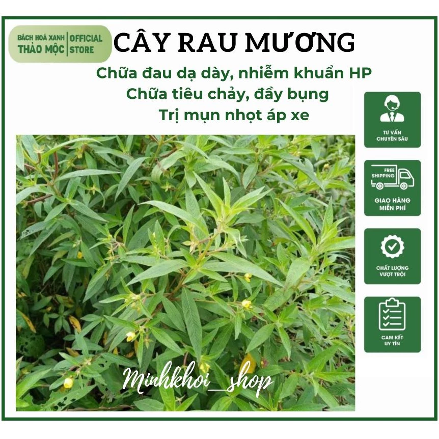 Cây Rau Mương [1KG] nhà trồng, hàng sạch đẹp loại 1