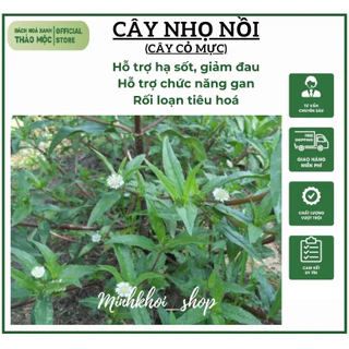 Cây Nhọ Nồi Hay Con Gọi Là Cỏ Mực Tác Dụng Tốt Tóc Và Tốt Cho Thận 500g