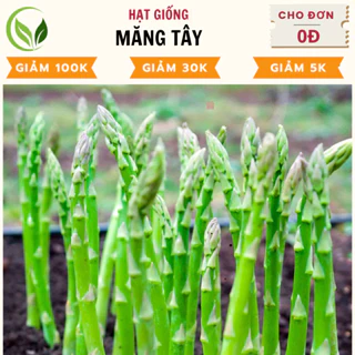 Hạt Giống Măng Tây Xanh - Chất Lượng Cao, Dễ Trồng, Năng Suất Tốt