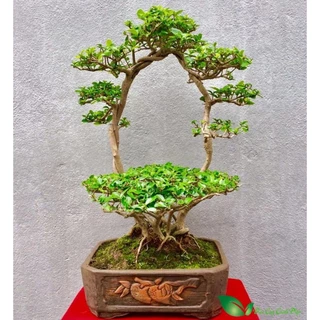 Cây sam hương giống làm bonsai, tiểu cảnh