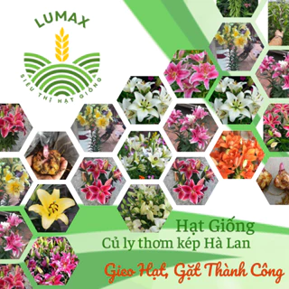 Củ ly cao thơm kép Hà Lan có đủ màu sống 100% (mã: 7)