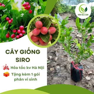 Cây siro ( cây si rô) cao 25cm-30cm (ảnh thật số 2