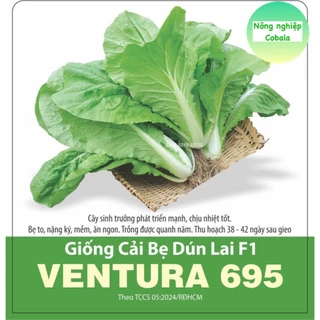 Hạt Giống Cải Bẹ Dún Lai F1 (VENTURA 695) 5gr