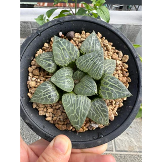 Haworthia comptoniana suishou ~8cm