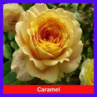 Hoa Hồng Leo Vàng Cam Caramel Rose - cây cảnh đẹp trồng sân vườn hàng rào, ban công hương thơm nhẹ