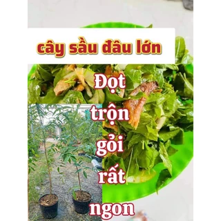 cây sầu đâu ăn lá loại lớn