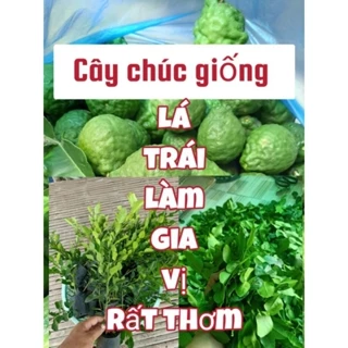 Cây chúc giống 2 cây