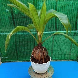 Dừa bonsai - giá rẻ