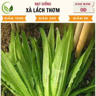 Hạt Giống Xà Lách Thơm - Chất Lượng Cao, Dễ Trồng, Năng Suất Tốt