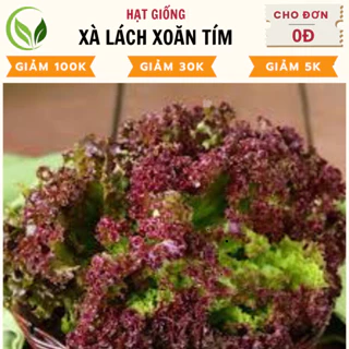 Hạt Giống Xà Lách Xoăn Tím - Chất Lượng Cao, Dễ Trồng, Năng Suất Tốt