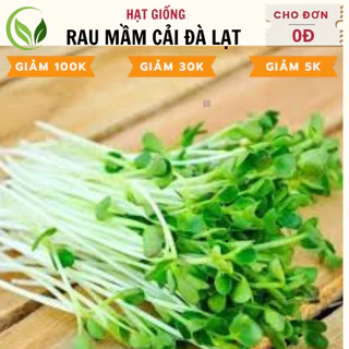 Hạt Giống Rau Mầm Cải Dà Lạt - Chất Lượng Cao, Dễ Trồng, Năng Suất Tốt