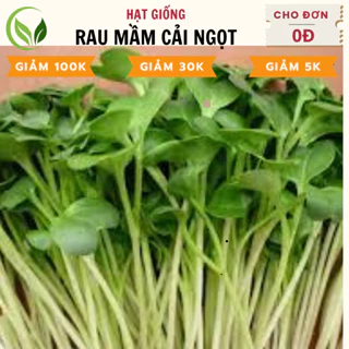 Hạt Giống Rau Mầm Cải Ngọt - Chất Lượng Cao, Dễ Trồng, Năng Suất Tốt