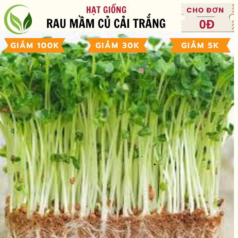 Hạt Giống Rau Mầm Củ Cải Trắng - Chất Lượng Cao, Dễ Trồng, Năng Suất Tốt