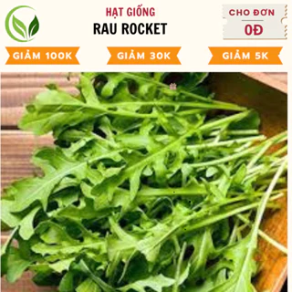 Hạt Giống Rau Rocket - Chất Lượng Cao, Dễ Trồng, Năng Suất Tốt