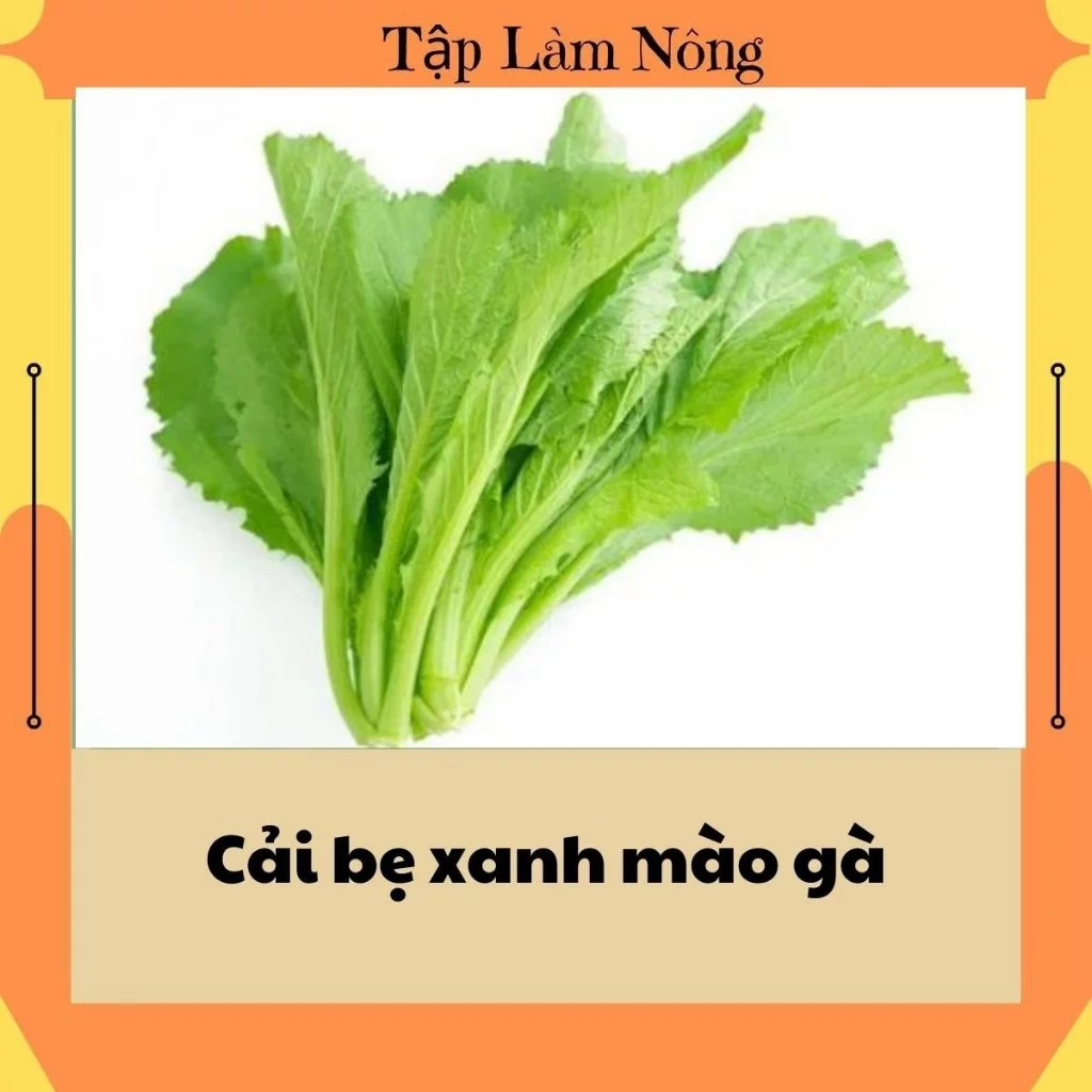 100g Hạt giống cải bẹ xanh mào gà dễ trồng mùa vụ quanh năm tỉ lệ nảy mầm cao HG06