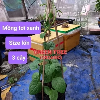 Cây giống mồng tơi xanh, đỏ(Việt, Mỹ)