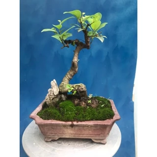 cây si búp đỏ mini bonsai