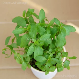 Cây Bạc Hà Mint, Peppermint Làm Gia Vị, Nước Uống Thơm