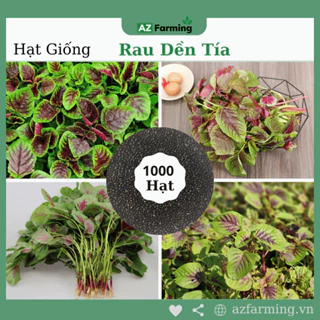 Hạt Giống Rau Dền Tía - Gói 1000 Hạt - AZ Farming