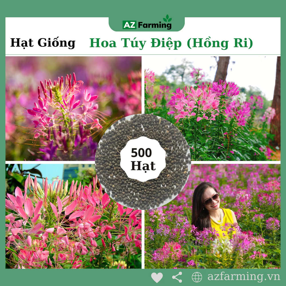 Hạt Giống Hoa Túy Điệp (Hoa Hồng Ri) - Gói 500 Hạt - AZ Farming