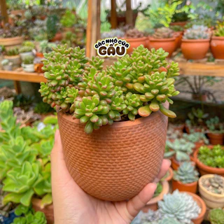 Sen đá Sedum cam