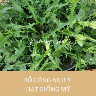 100 Hạt giống Bồ công anh italian