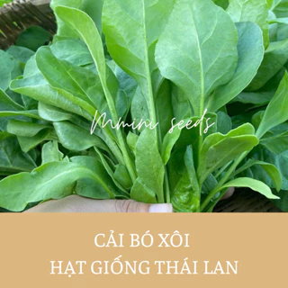 10gr hạt giống cải bó xôi chịu nhiệt siêu dễ trồng