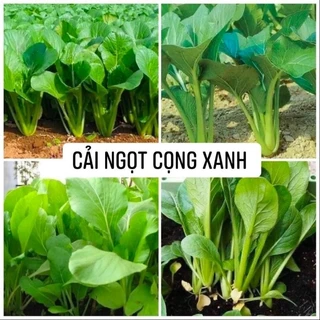 Hạt giống Cải ngọt 20g Trang Nông