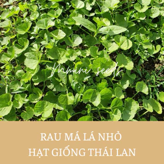 Hạt giống rau má lá nhỏ Thái Lan