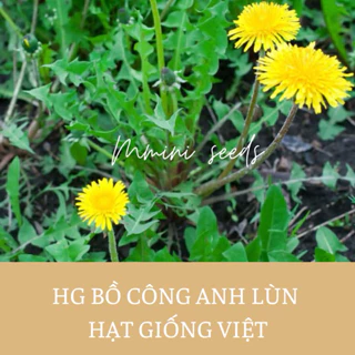 Hạt giống thảo dược bồ công anh lùn