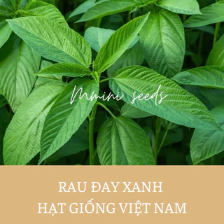 5gr Hạt giống rau đay xanh