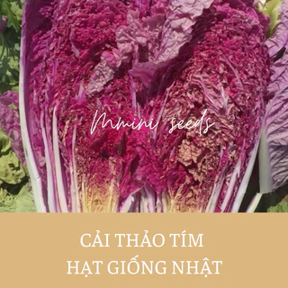 Hạt giống cải thảo tím