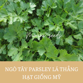 Hat giống ngò Tây parsley lá thẳng