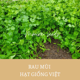 20 gr hat giống rau mùi siêu thơm