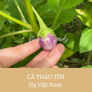 Hạt giống cà pháo tím hình trứng