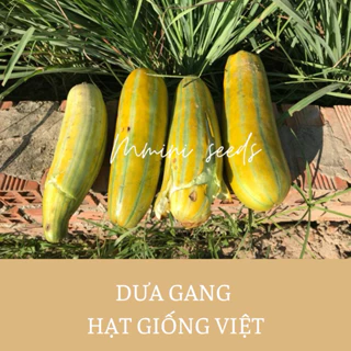 1 gr Hạt giống dưa gang (dưa bở)