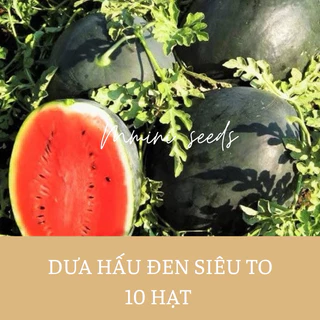 10 Hạt giống dưa hấu tròn đen siêu to