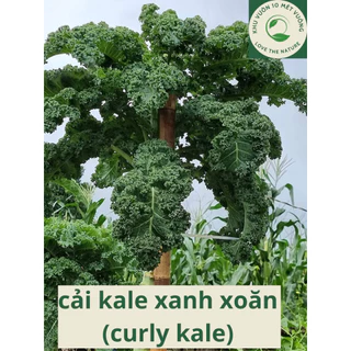 Combo 3 cây cải kale xanh xoăn lớn - giàu dinh dưỡng - làm sinh tố, detox, ăn dặm - bảo hành 1 đổi 1