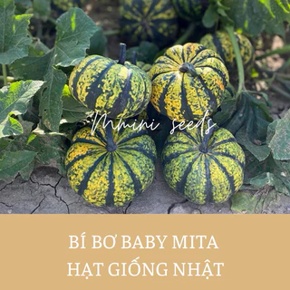 Hạt giống bí bơ baby Mita