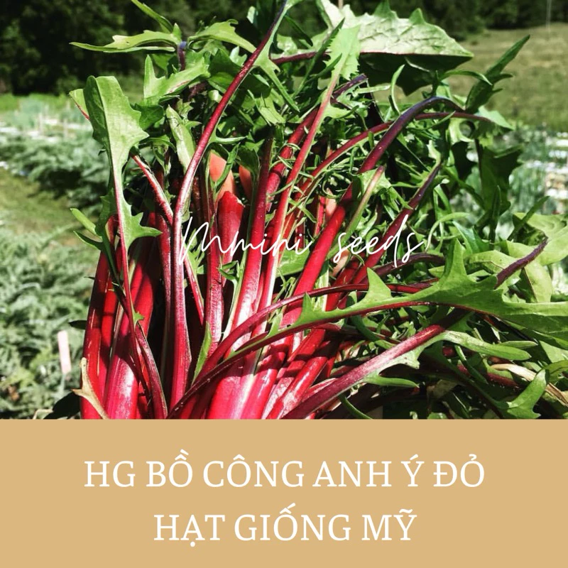 Hạt giống bồ công anh gân đỏ ý