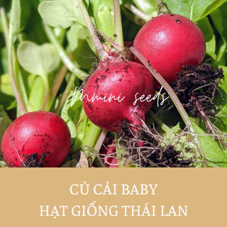 Hạt giống củ cải đỏ cherry cho thu hoạch chỉ sau 25-30 ngày