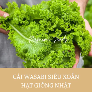 300 Hạt giống cải mù tạt siêu xoắn