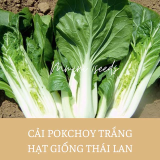 Hạt giống cải pokchoy trắng