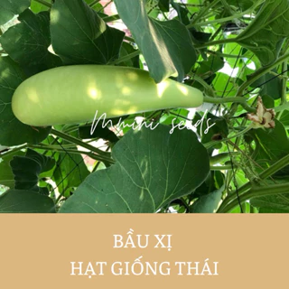 Hạt giống bầu xị siêu quả