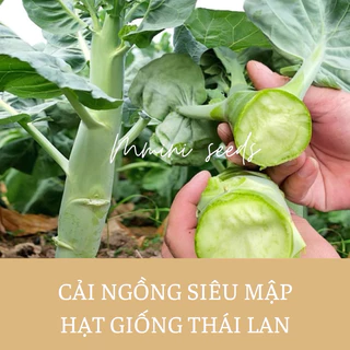 Hạt giống cải rổ thân siêu mập