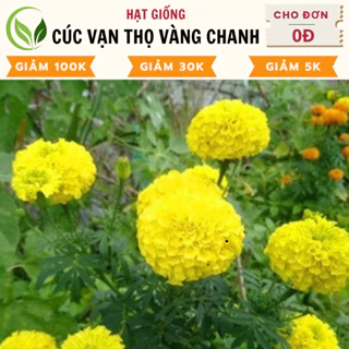 Hạt Giống Hoa Cúc Vạn Thọ Vàng Chanh - Chất Lượng Cao, Dễ Trồng, Nở Rực Rỡ