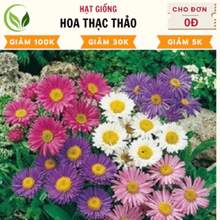 Hạt Giống Hoa Thạch Thảo - Chất Lượng Cao, Dễ Trồng, Nở Rực Rỡ