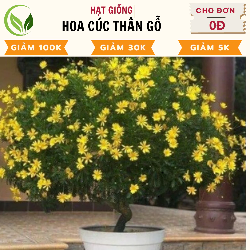 Hạt Giống Hoa Cúc Thân Gỗ - Chất Lượng Cao, Dễ Trồng, Nở Rực Rỡ