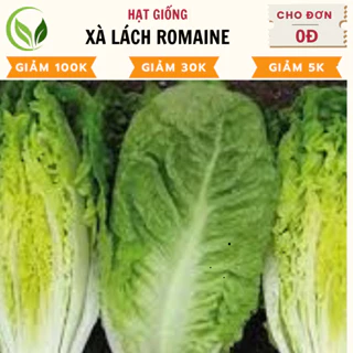 Hạt Giống Rau Xà Lách Romaine - Chất Lượng Cao, Dễ Trồng, Năng Suất Tốt