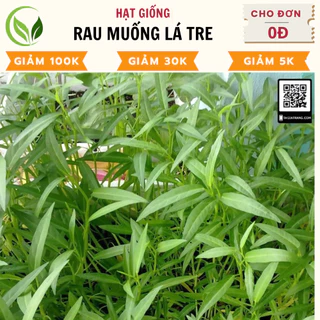 Hạt Giống Rau Muống Lá Tre - Chất Lượng Cao, Dễ Trồng, Năng Suất Tốt